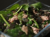 Salade d'épinards au thon