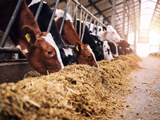 Arrêté fédéral rend obligatoire le dépistage de l'iahp chez les bovins laitiers