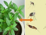 Comment utiliser la menthe poivrée pour vous débarrasser des insectes