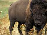 Viande de bison : une alternative qui surprendra vos invités