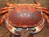 Cuire un crabe sans qu'il perde ses pattes
