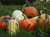 Courge crue