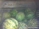 Melon d’espagne