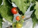 Tomates cerises