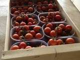 Tomates cocktail