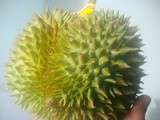 Bizarre foods : Le Durian