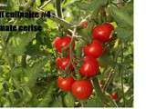 Défi culinaire #4 : tomate cerise