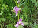 Orchidée Sauvage au Jardin de Fille