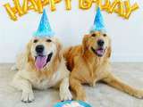 10 façons de célébrer l’anniversaire de votre chien
