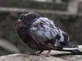Maladies courantes des pigeons