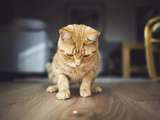 Mythes du comportement des chats décodés