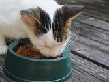 Nourriture en conserve ou sèche, que choisir pour un chat? – je