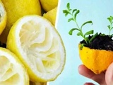 Ne jetez jamais la peau de citron, pour l’utiliser à faire pousser un citronnier