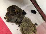 Truffe noir d'Alsace