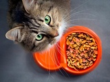 Pourquoi est-il important de choisir des croquettes de qualité pour votre chat