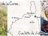 Corsic-addict – Episode 3 : Visite de Corbara & Cueillette de châtaignes à Murato