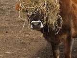 Oh la Vache