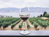 Différents types de cours d’œnologie pour les amateurs de vin