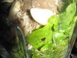Pesto de roquette