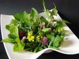 Salade de plantes sauvages : ornithogale, pulmonaire, coquelicot etc