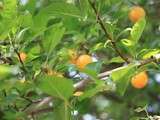 Confiture de mirabelles sauvages à l'anis
