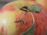 Grumble aux pommes et fruits rouges, sorbet Sauterne