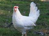 Nouvelles poules