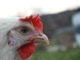 Poules