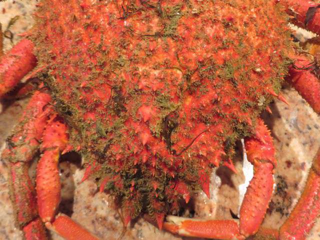 Recettes d'Araignée de Mer