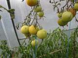 Chouchou de la semaine : la tomate verte