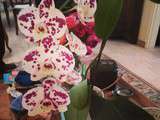 #orchidée en fleur