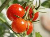 Tartare de tomates aux olives noires confites