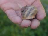 Producteur en Aveyron: La ferme aux escargots d’Alain Pradalier