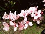 Printemps arrive t-il