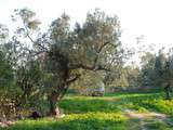 L’huile d’olive de Tunisie