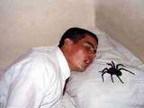 En moyenne, durant une vie, on avale 70 insectes et 10 araignées lorsqu'on dort