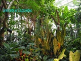 Automne Tropical : l'Exposition des mystérieux Feuillages en Couleurs aux Grandes Serres du Jardin des Plantes