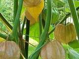 Différence entre Physalis comestible et d'ornement