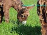 Flaneries animales sur l'îIe de Ré