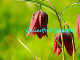 Fritillaire Pintade, Fritillaria Meleagris