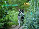 Nouveau Chat dans le Jardin et votre avis