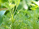 Plante Cola, Artemisia Abrotanum, Aurone, Arquebuse Kola et recette de Cocktail