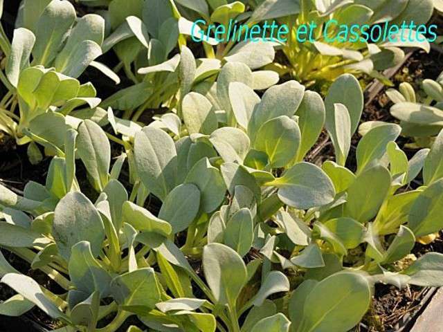 Recettes de Plante huître