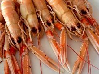 Langoustines – 10′ chrono