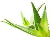 L’Aloe Vera et moi – 4 boissons au banc d’essai