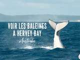 Hervey Bay : le spot pour observer les baleines