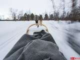 Voyage en Laponie : Chiens de traîneaux {Jour 11}