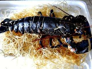 Homard de Bretagne grillé à la plancha