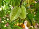 Carambole