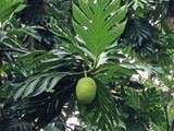 Délicieux fruit à pain
